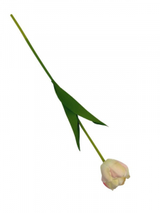 Tulipan gałązka58 cm kremowy z jasnym różem
