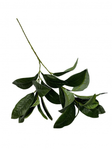 Liście laurowe gałązka 72 cm zielone