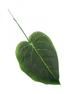 Liść omszony 42 cm zielony