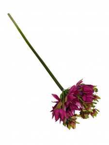 Czosnek kwitnący łodyga 57 cm ciemny róż