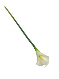 Kalia kwiat pojedynczy 71 cm kremowa