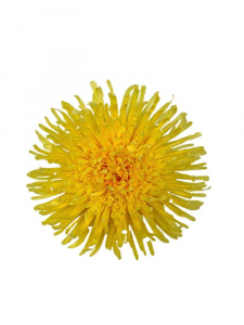 Chryzantema kwiat wyrobowy 18 cm żółta