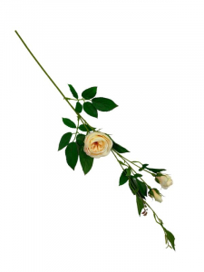 Róża kwiat pojedynczy 70 cm waniliowa