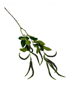 Szarłat zwis gałązka 90 cm zielony