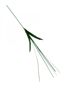 Łodyga do żonkila z trawą 45 cm zielona