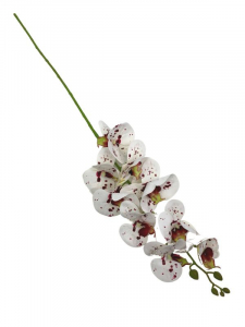 Storczyk kwiat pojedynczy 99 cm biały w bordowe kropki