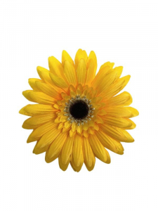 Gerbera kwiat wyrobowy 16 cm żółta