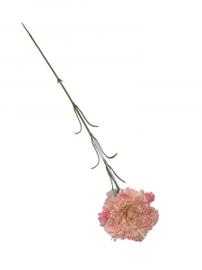 Goździk kwiat pojedynczy 52 cm kremowy z jasnym różem