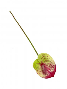 Anturium kwiat pojedynczy silikonowy 62 cm jasna zieleń z mocnym różem
