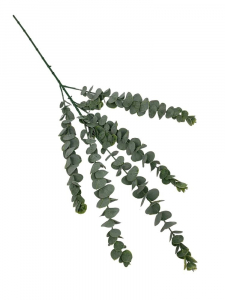 Eukaliptus gałązka 80 cm zielony omszony