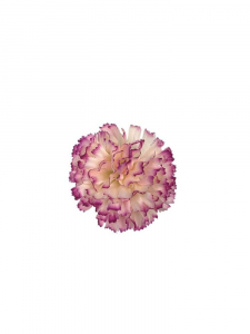 Goździk kwiat wyrobowy 8 cm bardzo jasna brzoskwinia z fioletowymi obrzeżami