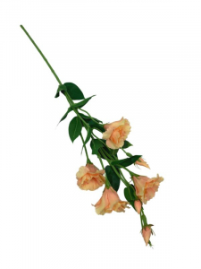 Eustoma kwiat pojedynczy 80 cm brzoskwiniowa
