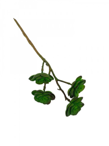Sukulent 33 cm zielony omszony z fioletem