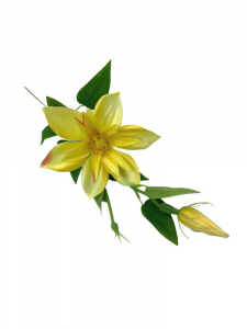 Klematis kwiat pojedynczy 48 cm żółty