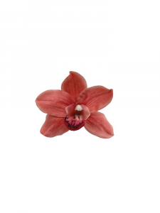 Orchidea główka 10 cm różowa