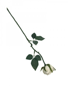 Róża gałązka 35 cm kremowa