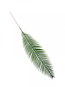 Cykas liść 48 cm zielona