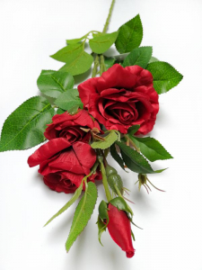 Róża kwiat pojedynczy 77 cm krwista czerwień