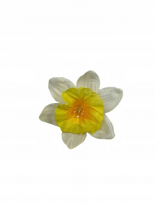 Żonkil narcyz mini główka 6 cm żółty z kremowym