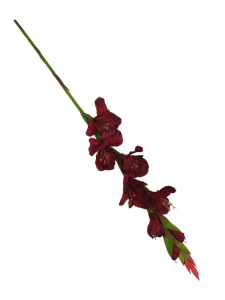 Mieczyk kwiat pojedynczy 85 cm ciemno czerwony