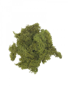 Mech chrobotek 35 g zielony