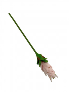 Protea pojedyncza 48 cm jasny różowy