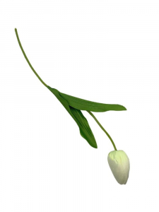 Tulipan kwiat pojedynczy 50 cm kremowy
