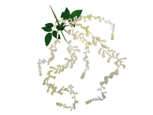 Owoce wisterii 83 cm białe