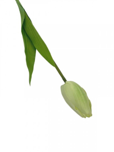Tulipan kwiat pojedynczy 54 cm zielony