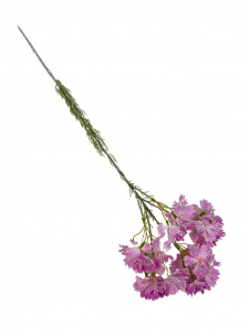 Goździk brodaty gałązka 65 cm różowy