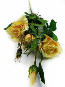 Róża kwiat pojedynczy 77 cm żółta