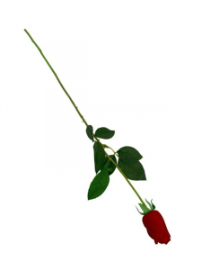 Róża kwiat pojedynczy 67 cm czerwona