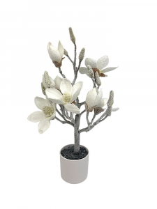 Magnolia drzewko ośnieżone w doniczce 50 cm białe