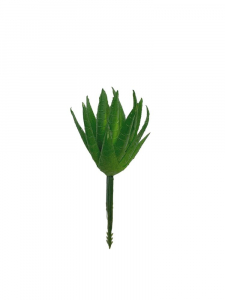 Sukulent 9 cm jasno zielony