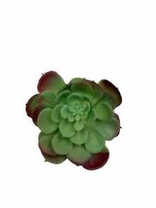 Sukulent 12 cm jasno zielony z bordowym cienowaniem