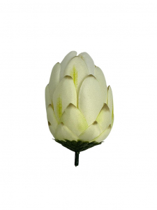 Protea główka wysokość 10 cm biała z zielonymi akcentami