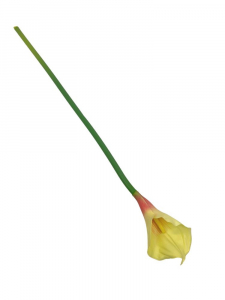 Kalia kwiat pojedynczy 71 cm żółto różowa