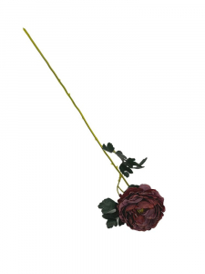 Pełnik kwiat pojedynczy 54 cm bordowy