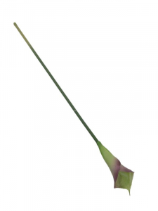 Kalia kwiat pojedynczy 70 cm zielona z różowym cieniowaniem