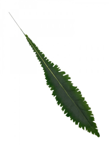 Liść 70 cm zielony