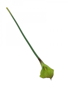 Kalia kwiat pojedynczy 71 cm zielona