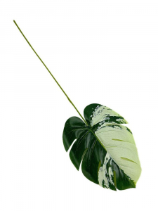 Monstera liść 50 cm zielono kremowy
