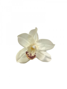 Orchidea główka 10 cm kremowa