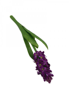 Hiacynt kwiat pojedynczy 40 cm purpurowy