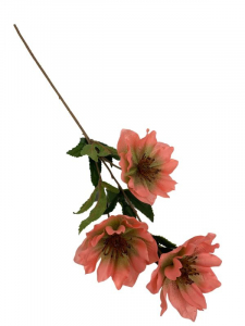 Ciemiernik kwiat pojedynczy 70 cm jasno różowy z zielenią