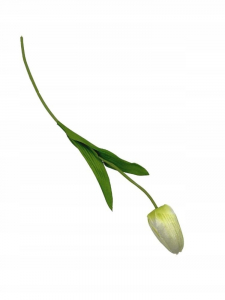 Tulipan kwiat pojedynczy 50 cm kremowo zielony