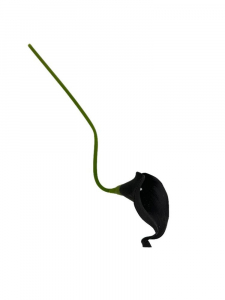 Kalia gałązka 35 cm czarna