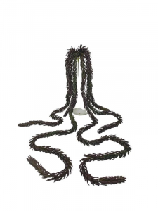 Araukaria sukulent wiszący 77 cm bordowy