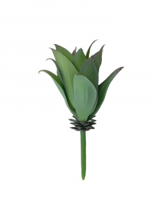 Sukulent 15 cm bielony zielony z jasnym fioletem