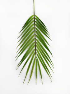 Liść palmy 61 cm zielony